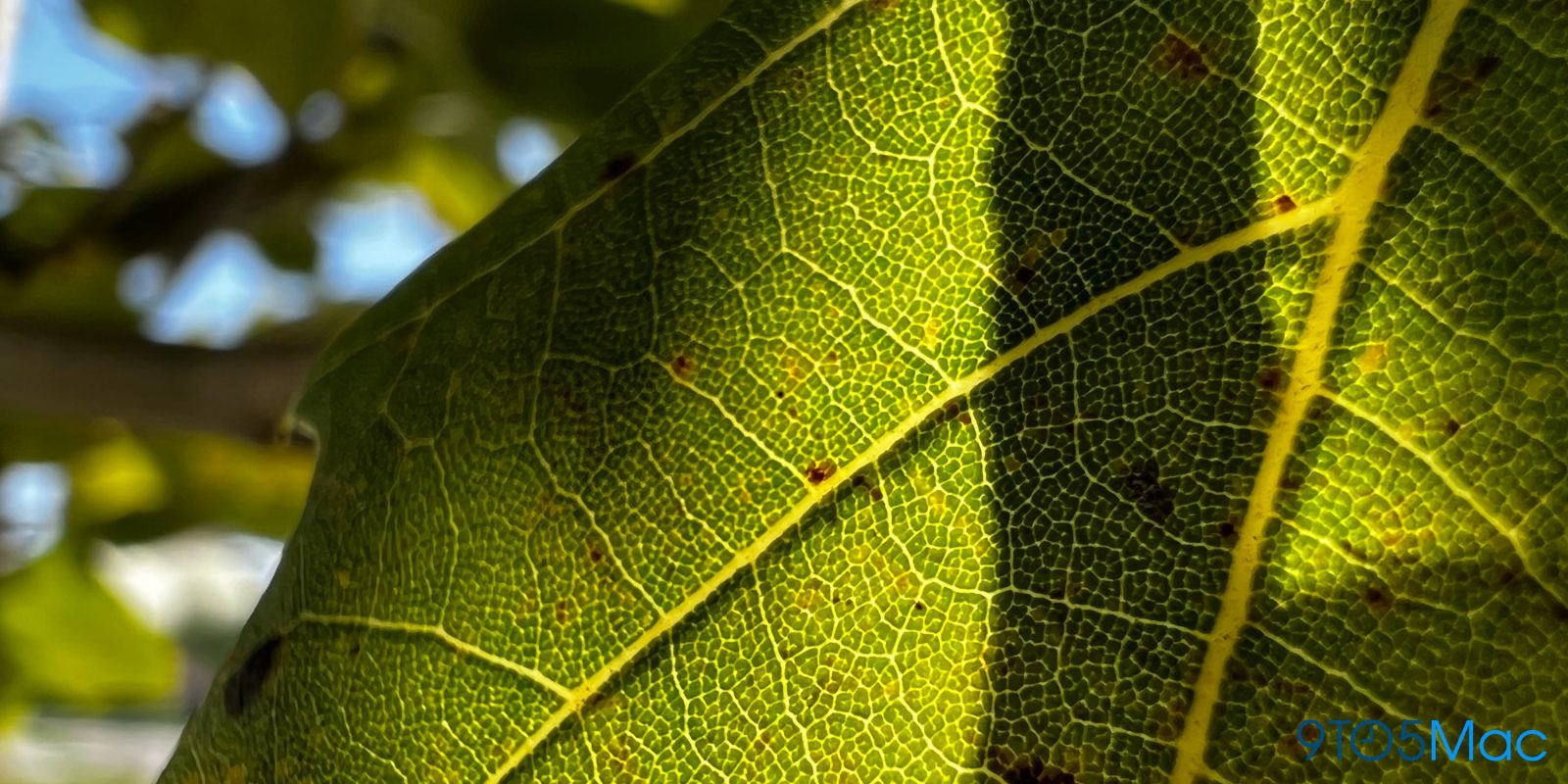 How to take iPhone 13 Pro macro photos and videos