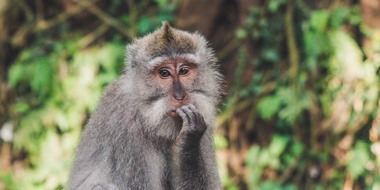 Banned Twitter accounts | Confused-looking monkey