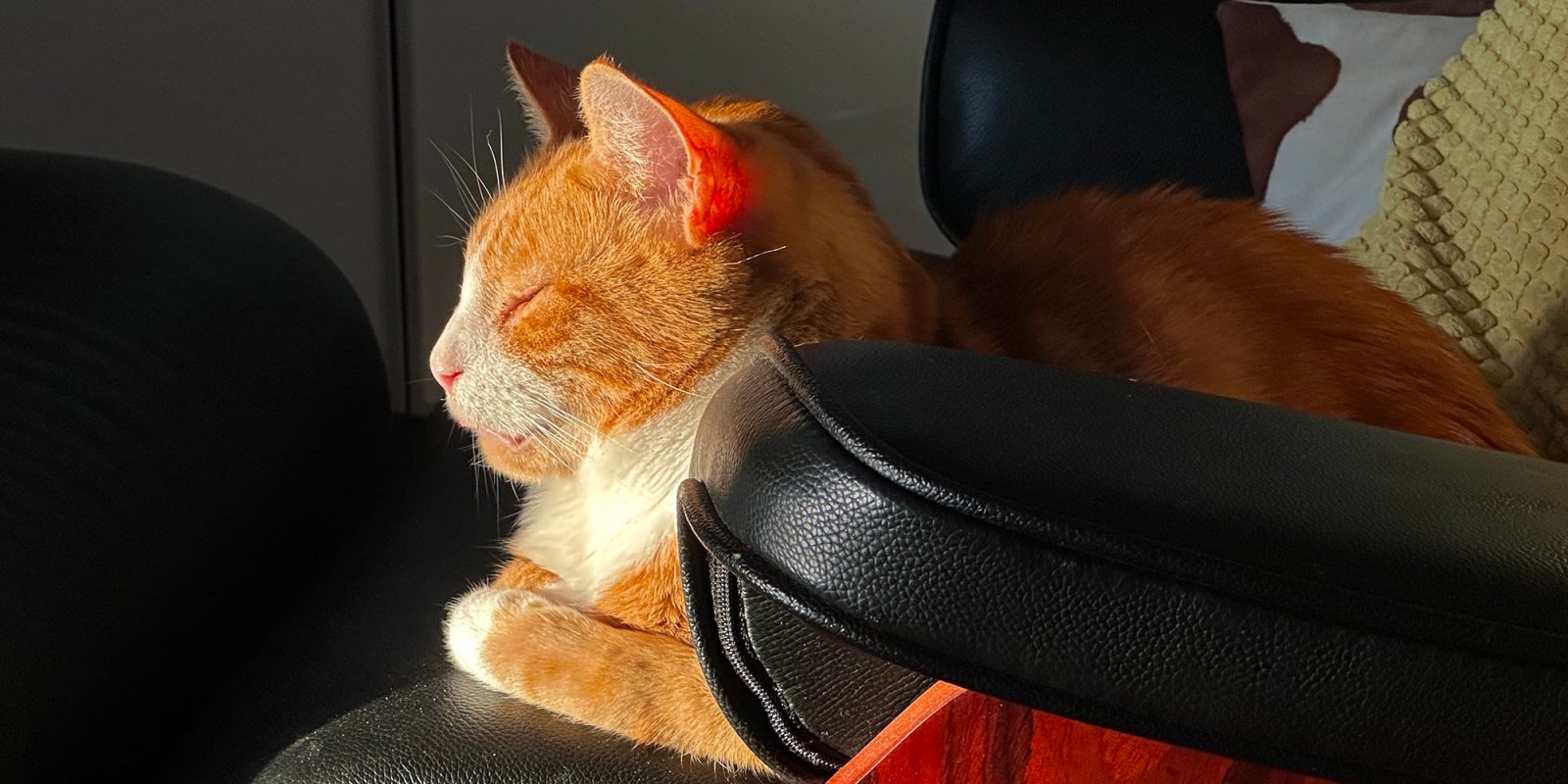 iPhone Action button | To video cute cats, what else?