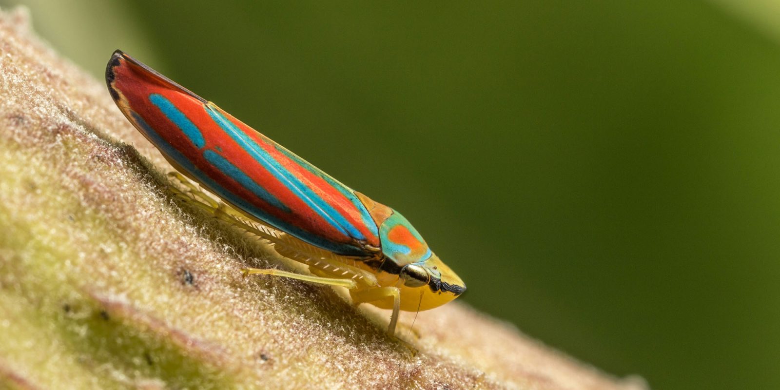 Apple bugs | Leafhopper (Graphocephala Coccinea) shown