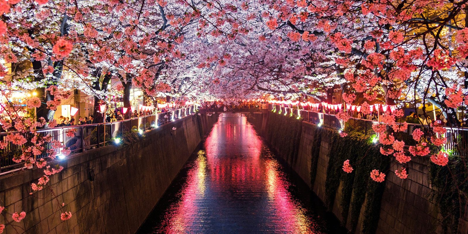 Japan to become 29th country to get third-party iPhone app stores | Photo shows spectacular tree blossoms at night on the Meguro River, Matsuno, Japan